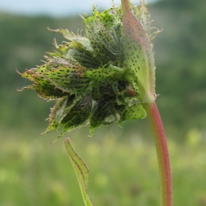 Photographie n°36308 du taxon Hypericum richeri Vill. [1779]