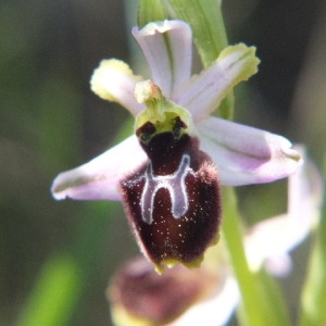 Photographie n°36311 du taxon Ophrys splendida Gölz & Reinhard [1980]