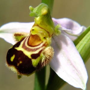 Photographie n°36317 du taxon Ophrys apifera Huds. [1762]