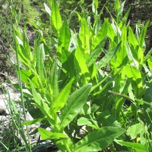 Photographie n°36321 du taxon Cirsium monspessulanum (L.) Hill