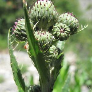 Photographie n°36322 du taxon Cirsium monspessulanum (L.) Hill