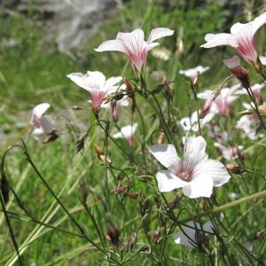 Photographie n°36326 du taxon Linum suffruticosum L. [1753]