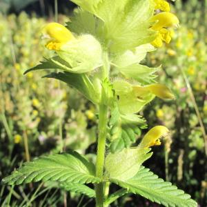 Photographie n°36334 du taxon Rhinanthus alectorolophus (Scop.) Pollich