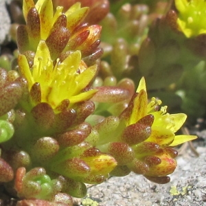 Photographie n°36338 du taxon Sedum alpestre Vill. [1779]