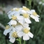  Marie  Portas - Achillea erba-rotta All.