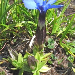  - Gentiana brachyphylla Vill.
