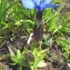  Marie  Portas - Gentiana brachyphylla Vill.