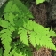  Marie  Portas - Currania dryopteris (L.) Wherry