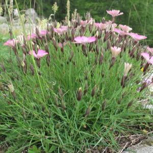 Photographie n°36357 du taxon Dianthus pavonius Tausch [1839]