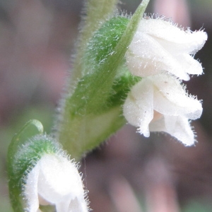 Photographie n°36364 du taxon Goodyera repens (L.) R.Br.