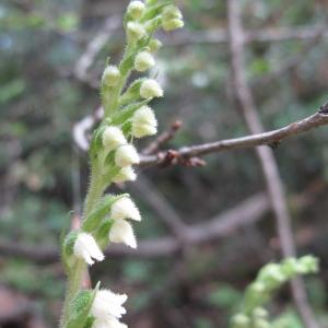 Photographie n°36365 du taxon Goodyera repens (L.) R.Br.