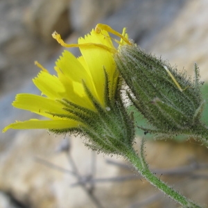 Hieracium arbascense Timb.-Lagr. (Épervière à feuilles embrassantes)