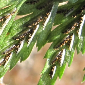 Asplenium adiantum-nigrum subsp. onopteris (L.) Heufl. (Asplénium des ânes)