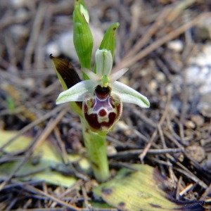 Photographie n°36380 du taxon Ophrys pseudoscolopax (Moggr.) Paulus & Gack [1999]