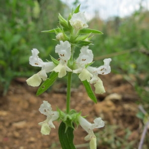 Photographie n°36390 du taxon Stachys annua (L.) L. [1763]