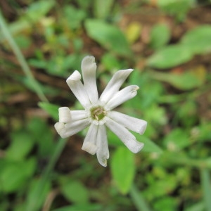 Photographie n°36392 du taxon Silene noctiflora L. [1753]