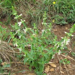 Photographie n°36394 du taxon Stachys annua (L.) L. [1763]