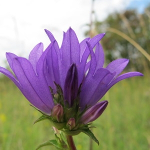 Photographie n°36395 du taxon Campanula glomerata L. [1753]