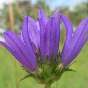 Photographie n°36396 du taxon Campanula glomerata L. [1753]