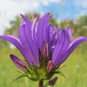 Photographie n°36397 du taxon Campanula glomerata L. [1753]