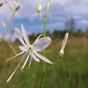 Photographie n°36398 du taxon Anthericum ramosum L. [1753]