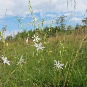 Photographie n°36399 du taxon Anthericum ramosum L. [1753]