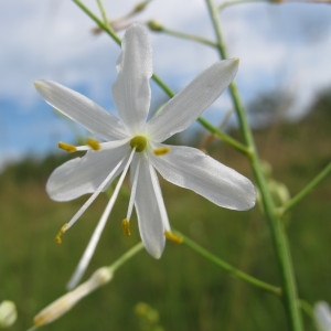 Photographie n°36400 du taxon Anthericum ramosum L. [1753]