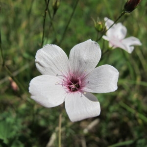 Photographie n°36403 du taxon Linum tenuifolium L. [1753]