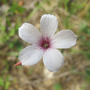 Photographie n°36404 du taxon Linum tenuifolium L. [1753]