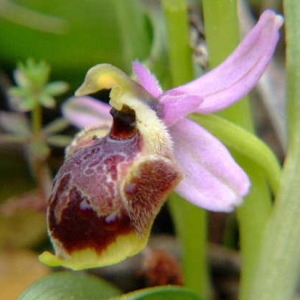 Photographie n°36411 du taxon Ophrys pseudoscolopax (Moggr.) Paulus & Gack [1999]