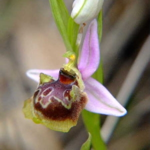 Photographie n°36412 du taxon Ophrys pseudoscolopax (Moggr.) Paulus & Gack [1999]