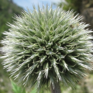 Photographie n°36426 du taxon Echinops sphaerocephalus L. [1753]