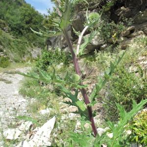 Photographie n°36427 du taxon Echinops sphaerocephalus L. [1753]