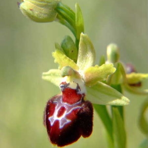 Photographie n°36434 du taxon Ophrys provincialis (Baumann & Künkele) Paulus [1988]