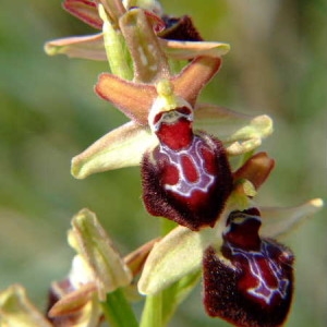  - Ophrys provincialis (Baumann & Künkele) Paulus [1988]