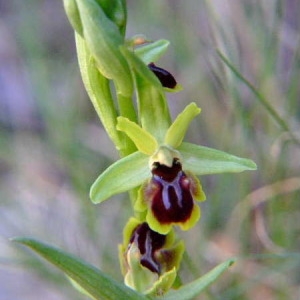 Photographie n°36436 du taxon Ophrys virescens Philippe [1859]