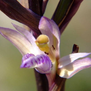 Photographie n°36438 du taxon Limodorum abortivum (L.) Sw. [1799]