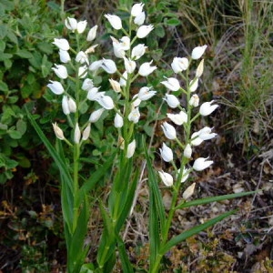 Photographie n°36451 du taxon Cephalanthera longifolia (L.) Fritsch [1888]