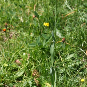 Photographie n°36454 du taxon Traunsteinera globosa (L.) Rchb. [1842]