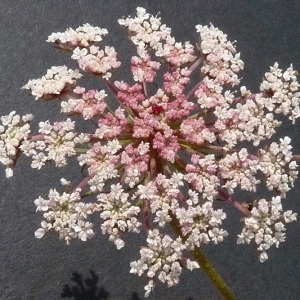 Daucus carota subsp. hispanicus (Gouan) Thell. (Carotte d'Espagne)