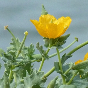 Photographie n°36464 du taxon Glaucium flavum Crantz [1763]