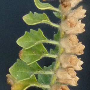 Photographie n°36465 du taxon Hyoscyamus albus L. [1753]