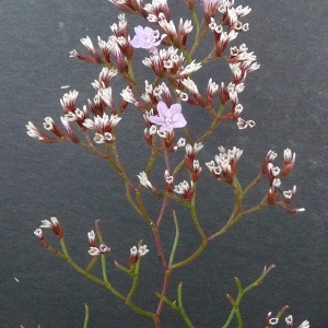 Photographie n°36467 du taxon Limonium pseudominutum Erben [1988]