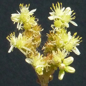 Photographie n°36468 du taxon Sedum anopetalum DC. [1808]