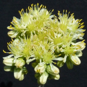 Photographie n°36469 du taxon Sedum anopetalum DC. [1808]