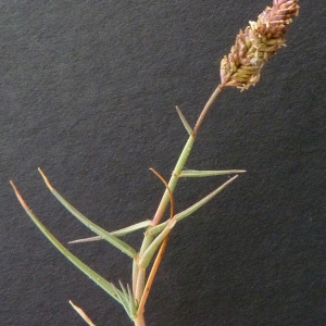 Photographie n°36475 du taxon Aeluropus littoralis (Gouan) Parl. [1850]