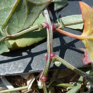 Photographie n°36478 du taxon Atriplex prostrata Boucher ex DC. [1805]