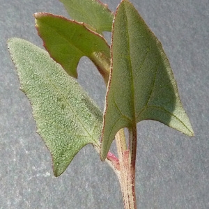 Photographie n°36479 du taxon Atriplex prostrata Boucher ex DC. [1805]