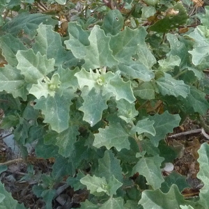 Photographie n°36481 du taxon Atriplex rosea L. [1763]