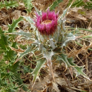 Photographie n°36482 du taxon Carlina lanata L. [1753]